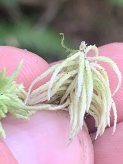 Sphagnum girgensohnii