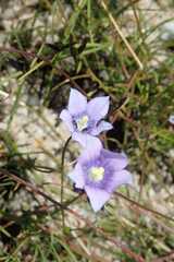 Wahlenbergia krebsii