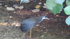 Amaurornis phoenicurus