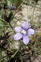 Wahlenbergia krebsii