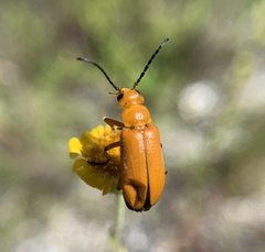 Nemognatha punctulata