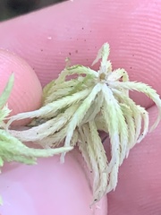 Sphagnum girgensohnii