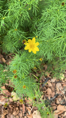 Coreopsis verticillata