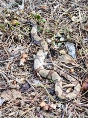 Agkistrodon contortrix