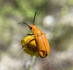 Nemognatha punctulata