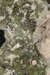 Wahlenbergia krebsii