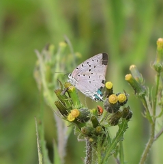 Pseudolycaena marsyas