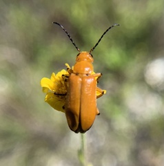 Nemognatha punctulata