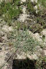 Wahlenbergia krebsii