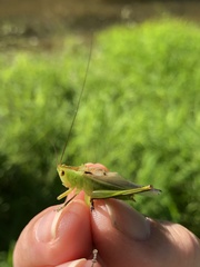 Conocephalini