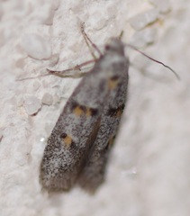 Symmoca signatella