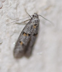 Symmoca signatella