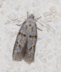 Symmoca signatella