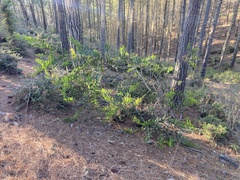 Acacia longifolia