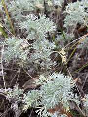 Artemisia