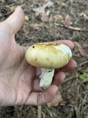 Russula foetens