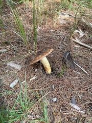 Russula fragrantissima