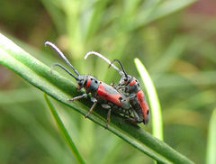 Tetraopes discoideus
