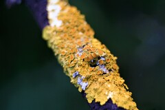 Xanthoria parietina