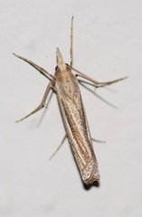 Ancylolomia
