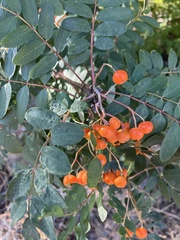 Sorbus scopulina
