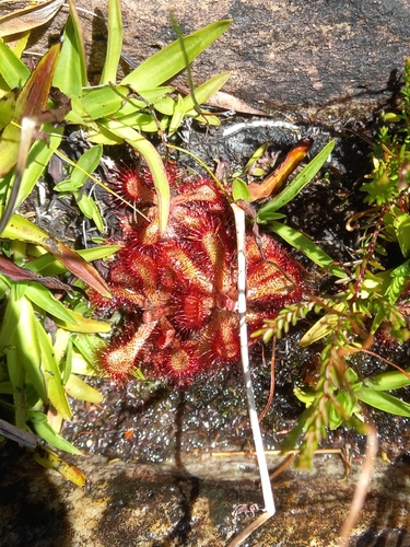 Image of Drosera venusta by (c) Christiaan Viljoen, some rights reserved (CC BY)
