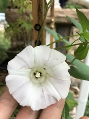 Calystegia silvatica