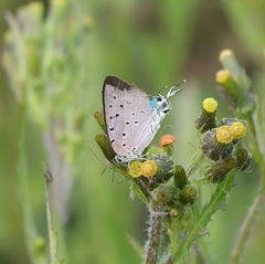 Pseudolycaena marsyas