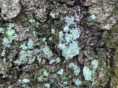 Myelochroa aurulenta