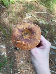 Russula fragrantissima