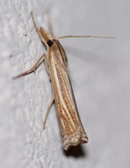Ancylolomia