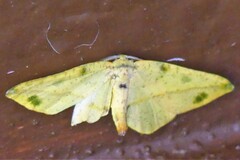 Omiza miliaria