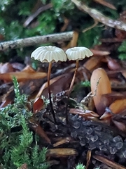 Marasmius rotula