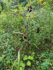 Scirpus atrovirens
