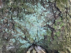 Myelochroa aurulenta