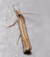 Ancylolomia