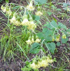 Brickellia grandiflora
