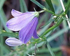 Campanula rotundifolia