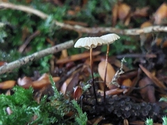 Marasmius rotula