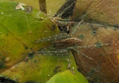 Dendrolycosa
