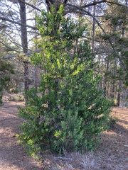 Acacia longifolia