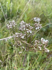 Anthriscus sylvestris