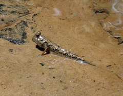 Periophthalmus argentilineatus