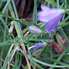 Campanula rotundifolia