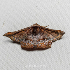 Fascellina porphyreofusa