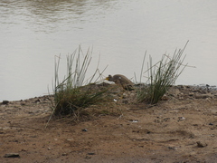 Vanellus senegallus
