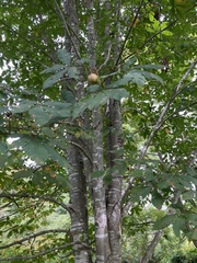 Aesculus flava