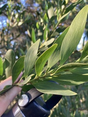 Acacia longifolia