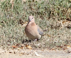 Streptopelia senegalensis