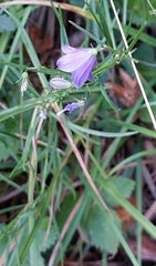 Campanula rotundifolia